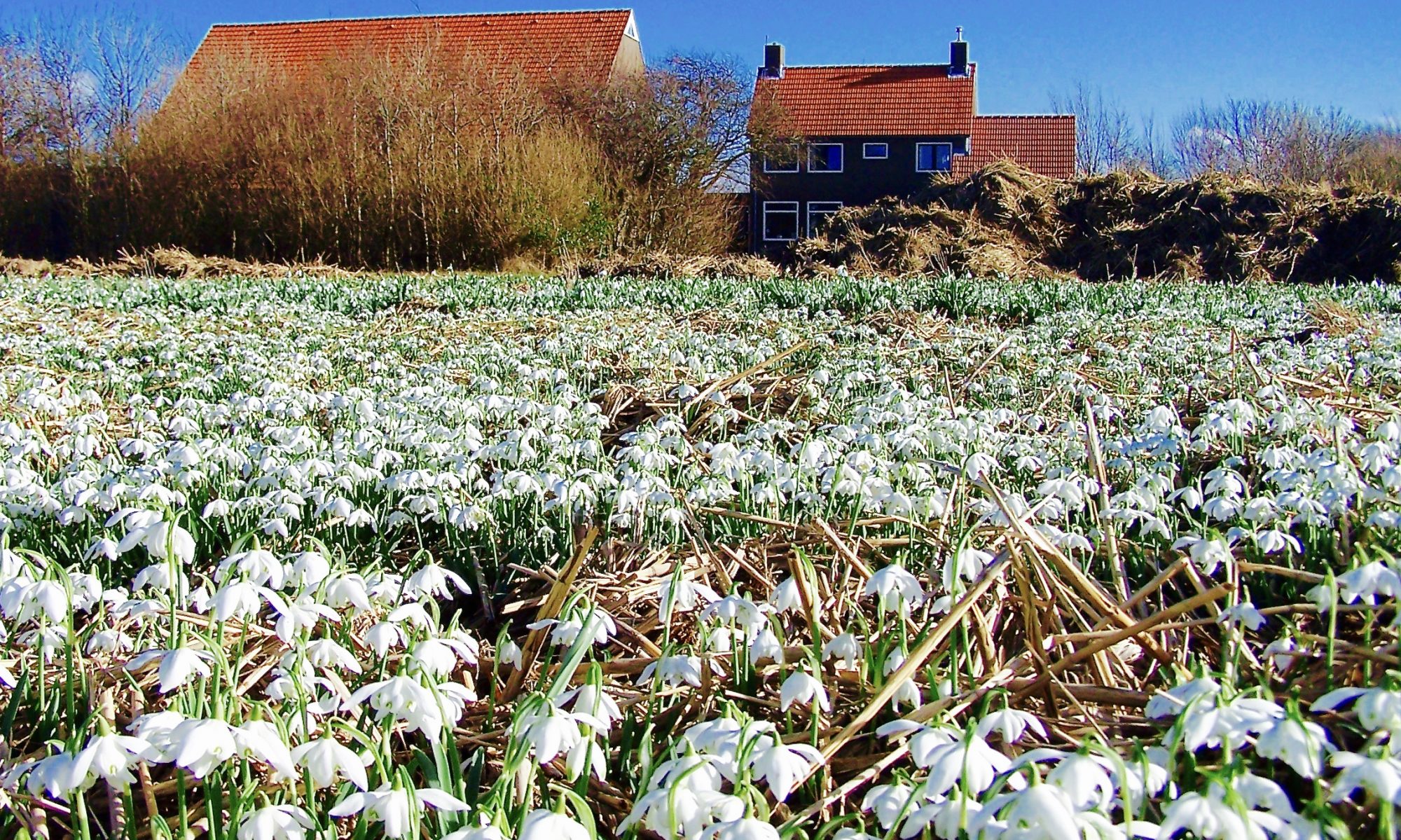 Sneeuwklokjes op Texel